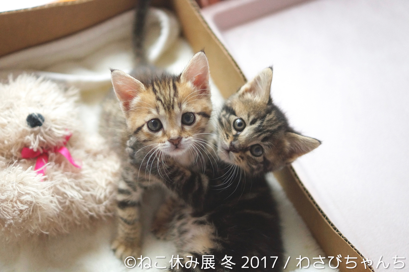 ねこ休み展 冬 17 が東京で開催 累計万人を動員した人気イベント みんなのねこ部 ねこ休み展 冬 17 が東京で開催 累計万人を動員した人気イベント みんなのねこ部