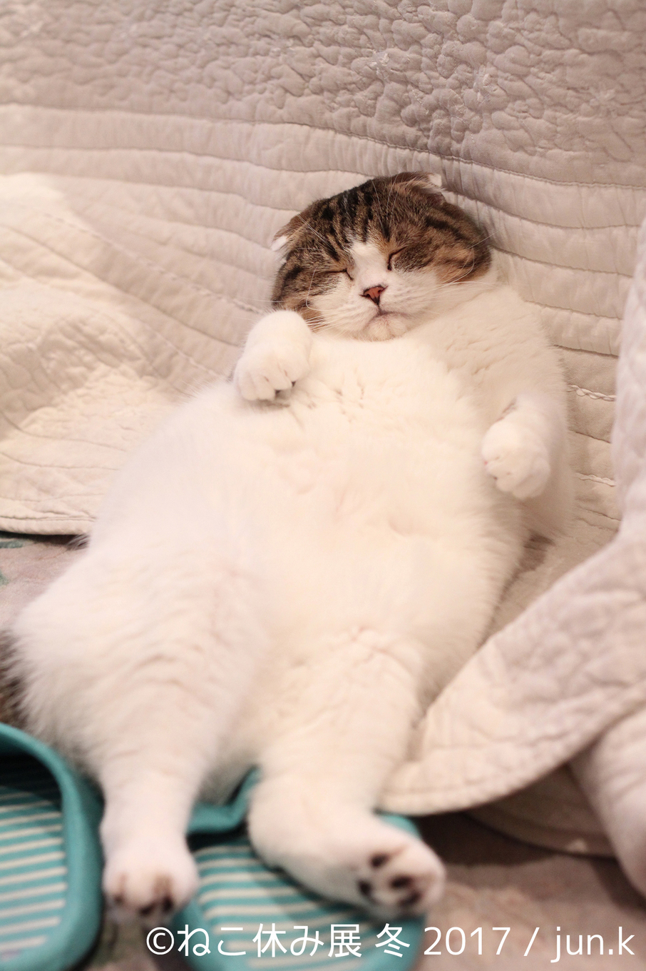 ねこ休み展 冬 17 が東京で開催 累計万人を動員した人気イベント みんなのねこ部 ねこ休み展 冬 17 が東京で開催 累計万人を動員した人気イベント みんなのねこ部